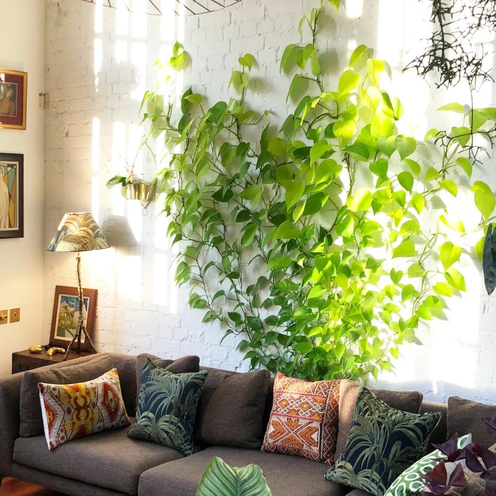 Pothos Clips Control Climbing pothos Wall support